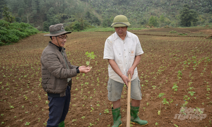Ông Nguyễn Dũng Đoạt (trái) trao đổi với ông Sa Văn Túy (phải) về độ sinh trưởng của cây ích mẫu. Ảnh: Thái Sinh.