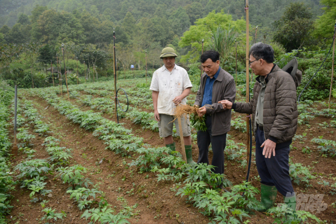 Khu vực trồng cây đương quy. Ảnh: Thái Sinh.