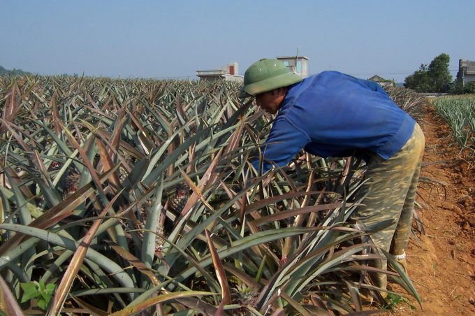 Tiềm năng năng suất trồng dứa tại Sơn La sẽ không thua kém vùng dứa nguyên liệu của DOVECO hiện nay ở Tam Điệp, Ninh Bình (trong ảnh). Ảnh: Lê Bền.