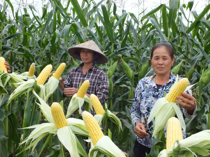 Ngô ngọt, một trong những cây trồng mà DOVECO khẳng định sẽ 'làm đà thắng lợi' tại Sơn La. Ảnh: Lê Bền.