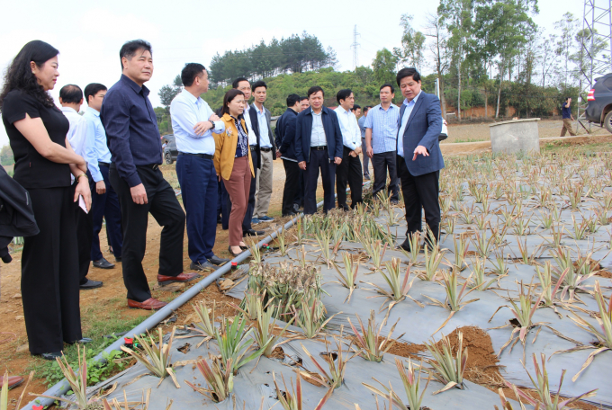 Thứ trưởng Bộ NN-PTNT Lê Quốc Doanh (ngoài cùng bên phải) cùng lãnh đạo DOVECO và UBND tỉnh Sơn La kiểm tra vùng trồng dứa nguyên liệu tại xã Chiềng Sung, huyện Mai Sơn. Ảnh: Lê Bền.
