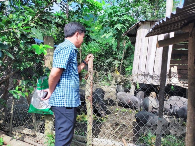 Heo con đẻ ra đồng bào xã Ân Sơn (huyện Hoài Ân, Bình Định) vừa để lại nuôi thịt vừa bán giống. Ảnh: Vũ Đình Thung.