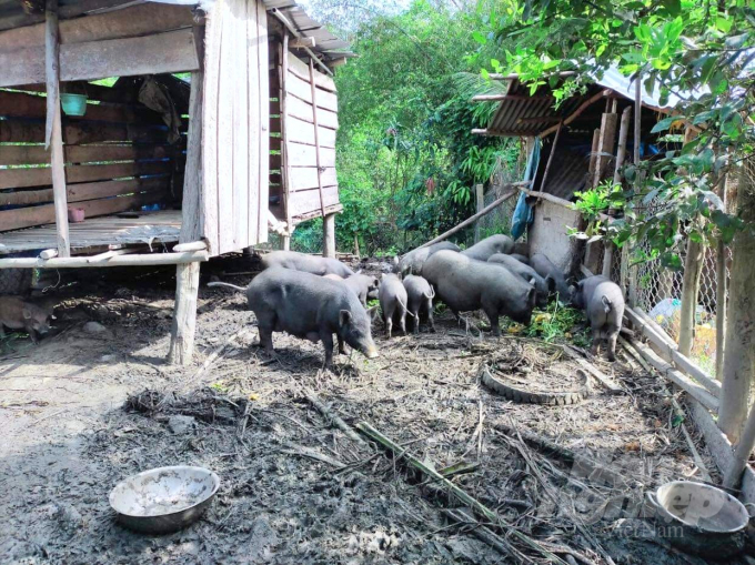 Nhờ được hỗ trợ, khuyến khích phát triển, mô hình chăn nuôi heo đen hiện đã phát triển rộng khắp các địa phương vùng cao tỉnh Bình Định. Ảnh: Vũ Đình Thung.