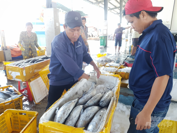 Những ngày qua nhờ thời tiết thuận lợi, ngư dân Sông Đốc ai cũng phấn khởi được mùa, trúng giá. Ảnh: Trọng Linh.