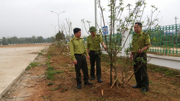 Hàng cây hoa đào được trồng mới mang đến sự mát mắt cho công trình nhà thi đấu huyện Định Hóa. Ảnh: Đồng Văn Thưởng.