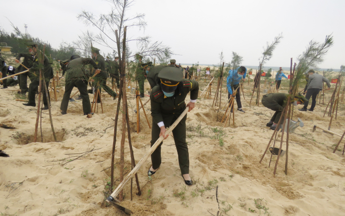 Tuổi trẻ Quảng Bình trồng cây phi lao bên bờ biển Nhật Lệ hưởng ứng đề án trồng 1 tỷ cây xanh. Ảnh: N.Tâm.