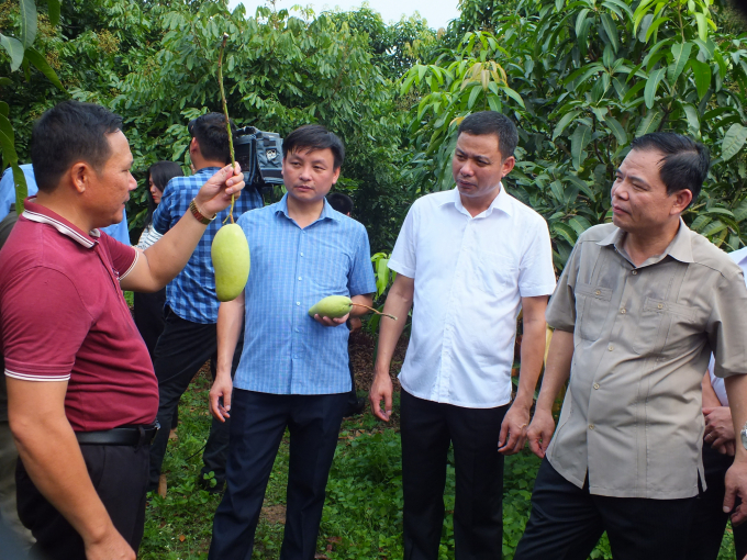 Bộ trưởng Bộ NN-PTNT Nguyễn Xuân Cường (ngoài cùng bên phải) thăm vùng xoài tại huyện Yên Châu (Sơn La) năm 2020. Ảnh: Lê Bền.