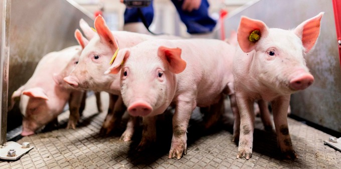 Các chương trình chăn nuôi cân bằng sẽ góp phần tạo ra các hệ thống chăn nuôi lợn bền vững và linh hoạt hơn. Ảnh: DG