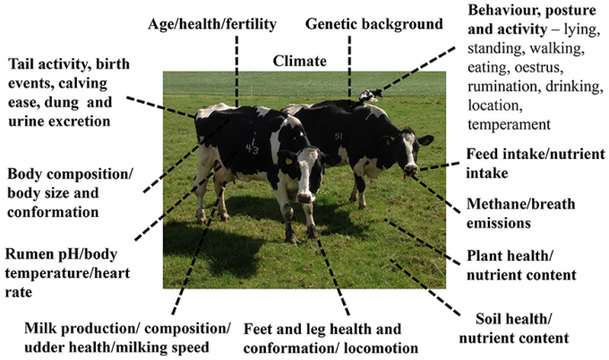 Hệ thống dữ liệu nguồn được sử dụng để theo dõi và quản lý môi trường chăn nuôi cân bằng trên bò sữa. Đồ họa: Frontiers