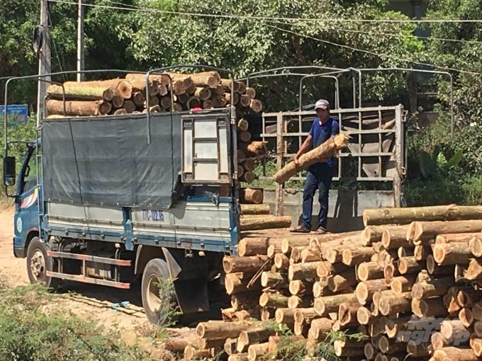 Vùng duyên hải miền Trung có diện tích rừng trồng rất lớn, nhưng lại mất cân bằng giữa vùng nguyên liệu rừng trồng và năng lực chế biến sâu. Ảnh: Vũ Đình Thung.