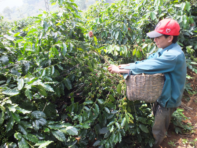 Sơn La sẽ phối hợp với Bộ NN-PTNT triển khai tái canh cây cà phê trong thời gian tới. Ảnh: Lê Bền.