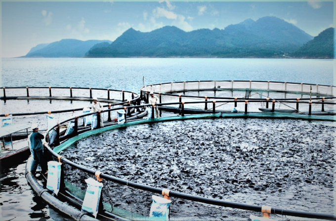 Tập đoàn Mavin đang đặt chiến lược đầu tư, khai thác tiềm năng nuôi cá ở lòng hồ Thủy điện Sơn La thời gian tới. Ảnh: TL.