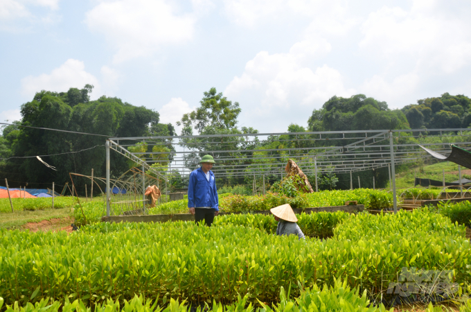 Tỉnh Tuyên Quang xác định, nguồn giống lâm nghiệp đảm bảo có vai trò quan trọng đến chất lượng rừng trồng. Ảnh: Đào Thanh.