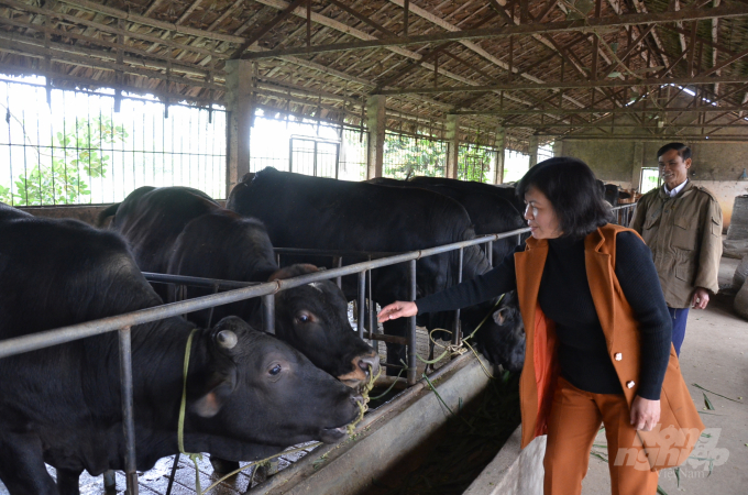 Chị Đỗ Thị Thủy, cán bộ khuyến nông Hà Nội đang kiểm tra bò trong trang trại nhà ông Khanh. Ảnh: Dương Đình Tường.