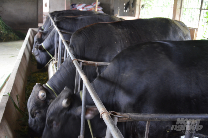 Những con bò lai BBB trong trang trại nhà ông Khanh. Ảnh: Dương Đình Tường.