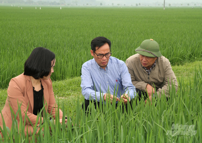 Lãnh đạo Cục Trồng trọt (Bộ NN-PTNT) thăm và kiểm tra diện tích lúa xuân nhiễm đạo ôn tại tỉnh Nghệ An. Ảnh: Việt Khánh. 