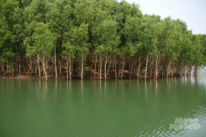 Cây tràm Úc trồng trên vùng đất bán ngập hồ Thác Bà. Ảnh: Thái Sinh.