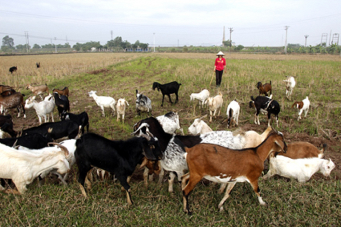 Mô hình chăn nuôi dê ở xã Nghĩa Phúc, huyện Tân Kỳ, Nghệ An. Ảnh: TT