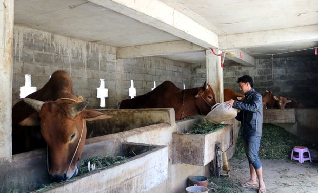 Nhờ chủ động trồng cây thức ăn thô xanh, chăn nuôi đại gia súc ăn cỏ của Hà Giang liên tục phát triển những năm qua. Ảnh: ĐT