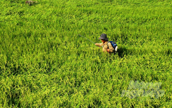 Lúa đông xuân giai đoạn chắc xanh nhiều nơi ở Bình Định bùng phát rầy khá nặng. Ảnh: Đình Thung