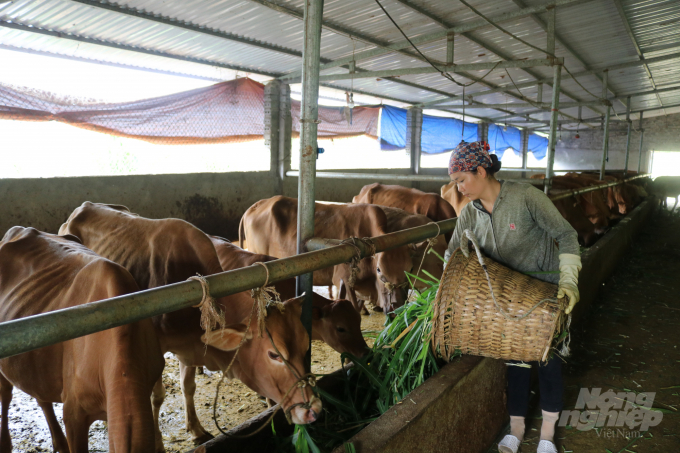 Nhờ các giống cỏ được đưa vào trồng, đã thúc đẩy ngành chăn nuôi ở Hà Giang phát triển. Ảnh: N. Thủy.