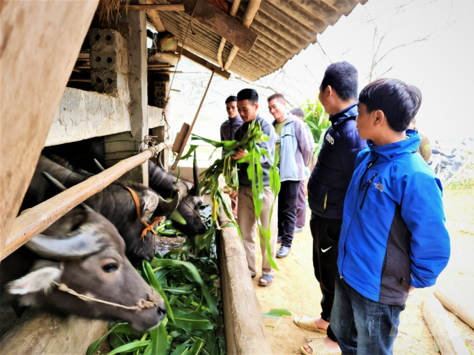 Ngoài cỏ, ngô sinh khối cũng được người dân Hà Giang đẩy mạnh sản xuất, phục vụ chăn nuôi gia súc ăn cỏ. Ảnh: Đào Thanh