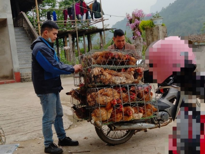 Doanh nghiệp chỉ có khả năng thu mua nhỏ lẻ, nên nhiều người dân không thể tiêu thụ được gà khi đến kỳ xuất bán. Ảnh: Người dân xã Phương Viên, huyện Chợ Đồn (Bắc Kạn) cung cấp