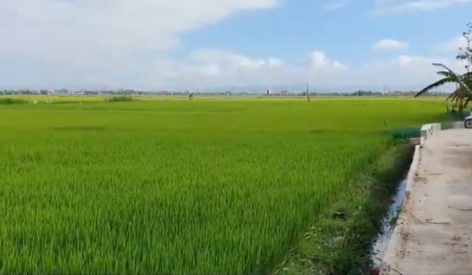 Người dân cho biết, đất lúa ở thôn Phước Khánh, xã Hòa Trị được gom với giá từ 120-150 triệu/sào. Ảnh: KS.