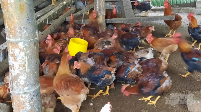 Một số hộ có gà hơn 5 tháng tuổi chưa được xuất bán. Ảnh: Toán Nguyễn.