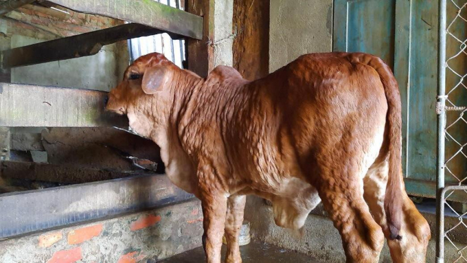 Hàng loạt dịch bệnh nguy hiểm phát sinh trên đàn gia súc, gia cầm khiến người chăn nuôi Hà Tĩnh thiệt hại nặng nề. Ảnh: Thanh Nga