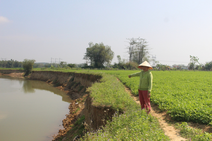 Sạt lở ngày càng lấn sâu vào đất canh tác hoa màu của người dân xã Điện Hồng (TX Điện Bàn, tỉnh Quảng Nam. Ảnh: L.K.