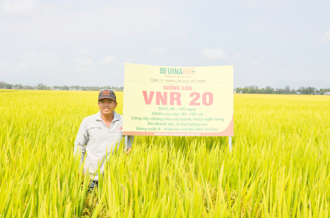 Anh Nguyễn Trường Giang phấn khởi cho biết lúa VNR 20 canh tác nhẹ chi phí, năng suất vượt trội. Ảnh: Minh Đảm.