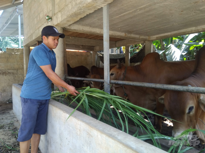 Thường xuyên vệ sinh chuồng trai, tăng cường bổ sung thức ăn cho đàn gia súc góp phần phòng chống dịch bệnh. Ảnh: CĐ.