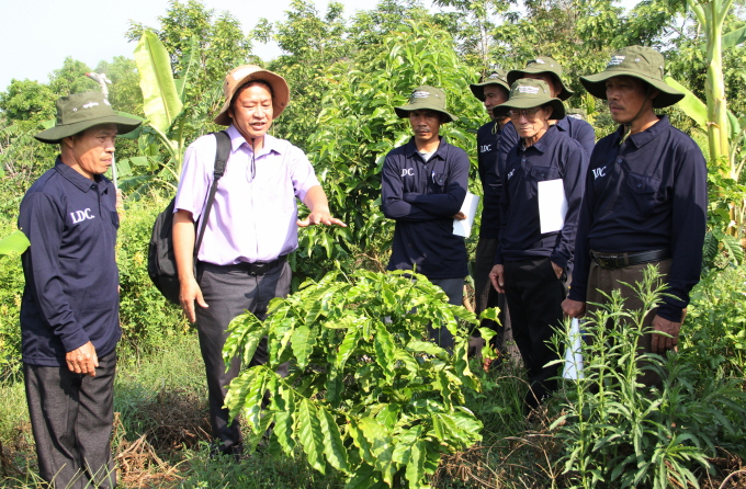 Tiến sĩ Phạm Công Trí, Cố vấn kỹ thuật cấp cao của Tổ chức IDH hướng dẫn người dân cách tái canh cà phê. Ảnh: Quang Yên.