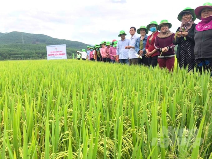 Nông dân huyện Hoài Ân (Bình Định) tham quan mô hình sản xuất thử giống lúa TBR97 tại xã Ân Tường Đông. Ảnh: Vũ Đình Thung.