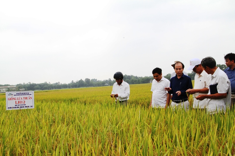 Mô hình cánh đồng mẫu lớn với giống lúa năng suất cao ở huyện Phong Điền. Ảnh: Tiến Thành.