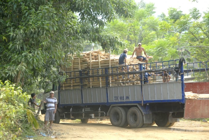 Chuỗi cung ứng gỗ rừng trồng từ hộ dân trồng rừng đến nhà máy chế biến gỗ là rất dài, phải qua nhiều khâu khác nhau, từ người trồng rừng đến doanh nghiệp khai thác, vận chuyển… Ảnh: Vũ Đình Thung.