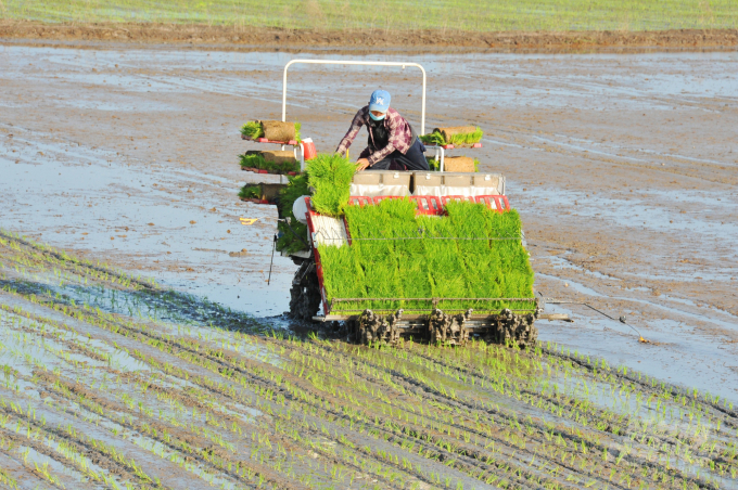 Vụ hè thu 2021, nhiều nơi nông dân sử dụng máy cấy lúa, nhằm có thêm thời gian vệ sinh đồng ruộng, làm đất, đảm bảo thời gian cách ly mùa vụ. Ảnh: Hoàng Vũ.