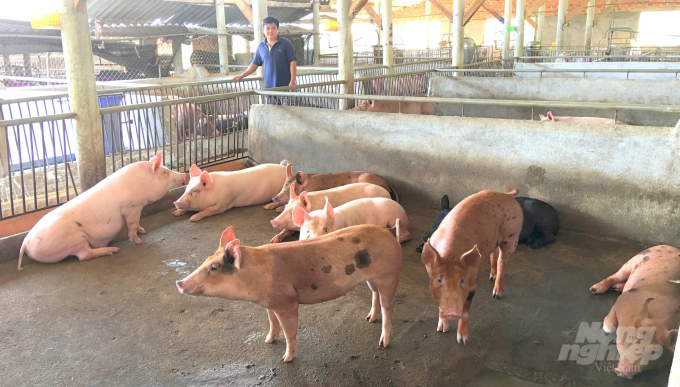 Nguồn vốn của Agribank giúp người chăn nuôi Bình Định mở rộng quy mô sản xuất. Ảnh: Vũ Đình Thung.