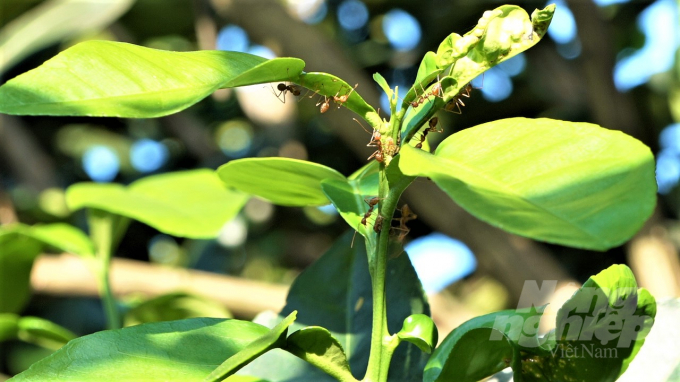 Nhiều nông dân đã tự tìm cách phòng trừ bằng việc nuôi kiến vàng và dùng phương pháp hữu cơ sinh học chăm sóc vườn cây ăn trái mang lại hiệu quả kinh tế cao. Ảnh: MS.