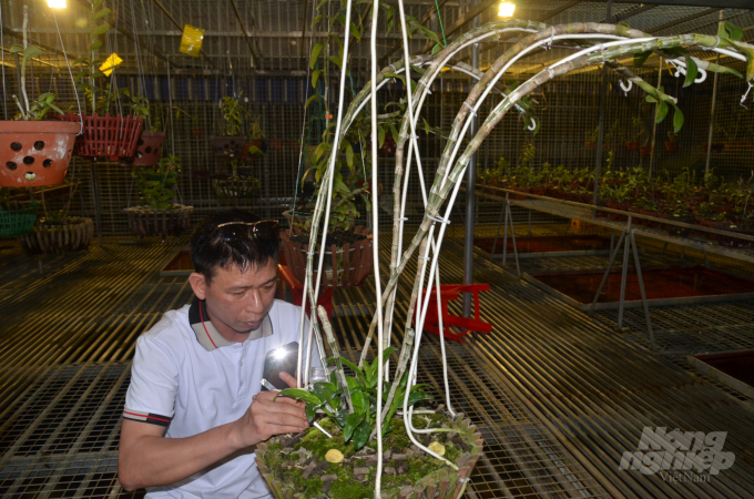 Anh Nguyễn Phương Hồng - chủ vườn Lê Sơn đang chăm sóc lan ban đêm. Ảnh:VĐ.