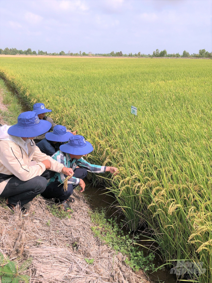 Nông dân Kiên Giang đã bén duyên với giống lúa Nhật ĐS 1 cách đây 5-7 năm và đã sản xuất qua cả chục vụ và đánh giá cao giống lúa này. Ảnh: Trung Chánh.