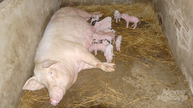 Nhiều hộ chăn nuôi ở TX Hoài Nhơn khôi phục lại đàn nái sinh sản tự tạo nguồn heo giống sạch để công cuộc tái đàn bảo đảm hiệu quả. Ảnh: Vũ Đình Thung.