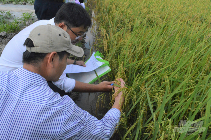 Nông dân tham quan ruộng thí nghiệm và đánh giá giống lúa được lai tạo với nguồn gen lúa hoang giúp thích ứng với biến đổi khí hậu. Ảnh: Trung Chánh.
