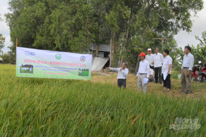 PGS.TS Huỳnh Quang Tín hướng dẫn các đại biểu tham quan ruộng thí nghiệm đánh giá giống lúa được lai tạo với nguồn gen lúa hoang giúp thích ứng với biến đổi khí hậu. Ảnh: Trung Chánh.