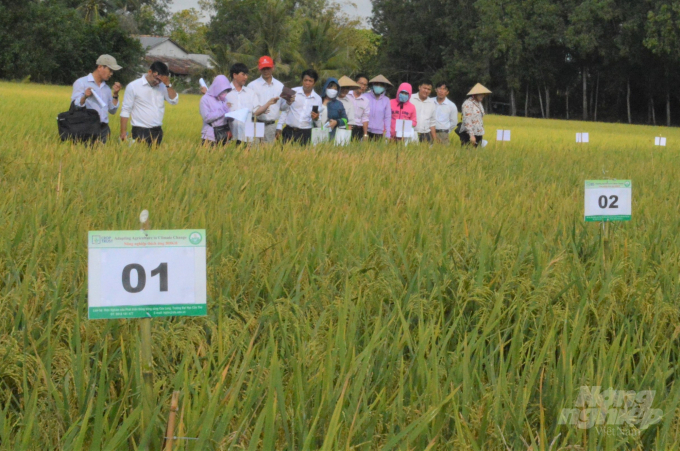 Các đại biểu tham quan ruộng thí nghiệm và dự hội thảo đầu bờ đánh giá giống lúa được lai tạo với nguồn gen lúa hoang giúp thích ứng với biến đổi khí hậu. Ảnh: Trung Chánh.