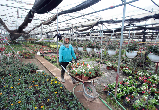 Làng nghề trồng hoa cây ảnh xã Phụng Công hiện có gần 1.800 hộ tham gia làm nghề. Ảnh: Hoàng Dân.