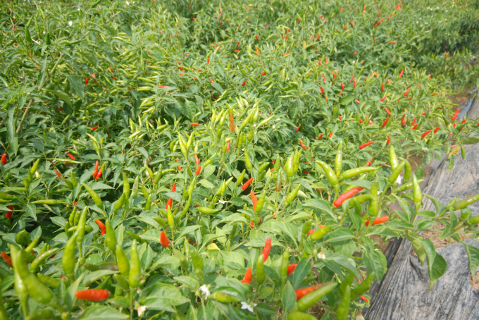 Nhiều năm qua, người trồng ớt ở ĐBSCL rất tin tưởng sản phẩm SEA giúp cây khỏe, năng suất cao và cho ra sản phẩm an toàn. Ảnh: Lê Hoàng Vũ.