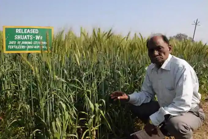 Giáo sư Ram bên cạnh cánh đồng trồng lúa mì không đường ở New Delhi. Ảnh: SHUATS.