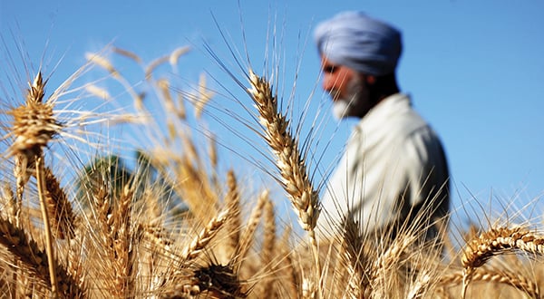 Lúa mì là một trong số những cây trồng chủ lực tại Ấn Độ. Ảnh: Reuters.
